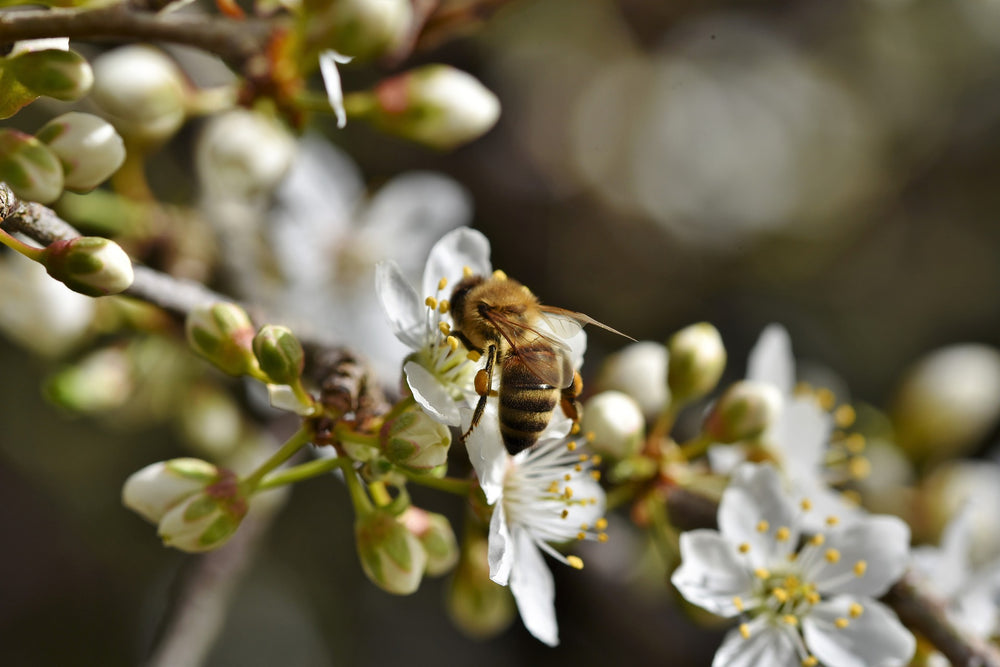 native bee collecting nectars from manuka flowers