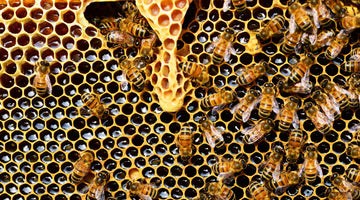 Unpacking the Sweet Debate: Raw Honey Versus Manuka Honey - Which One Reigns Supreme?