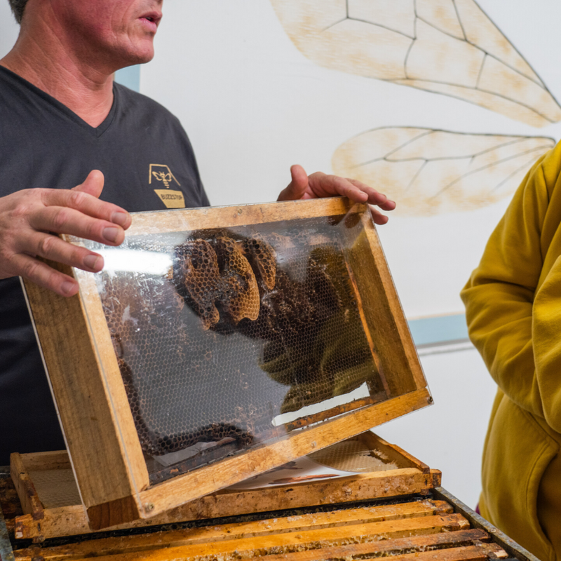 teaching about bees and honey combs