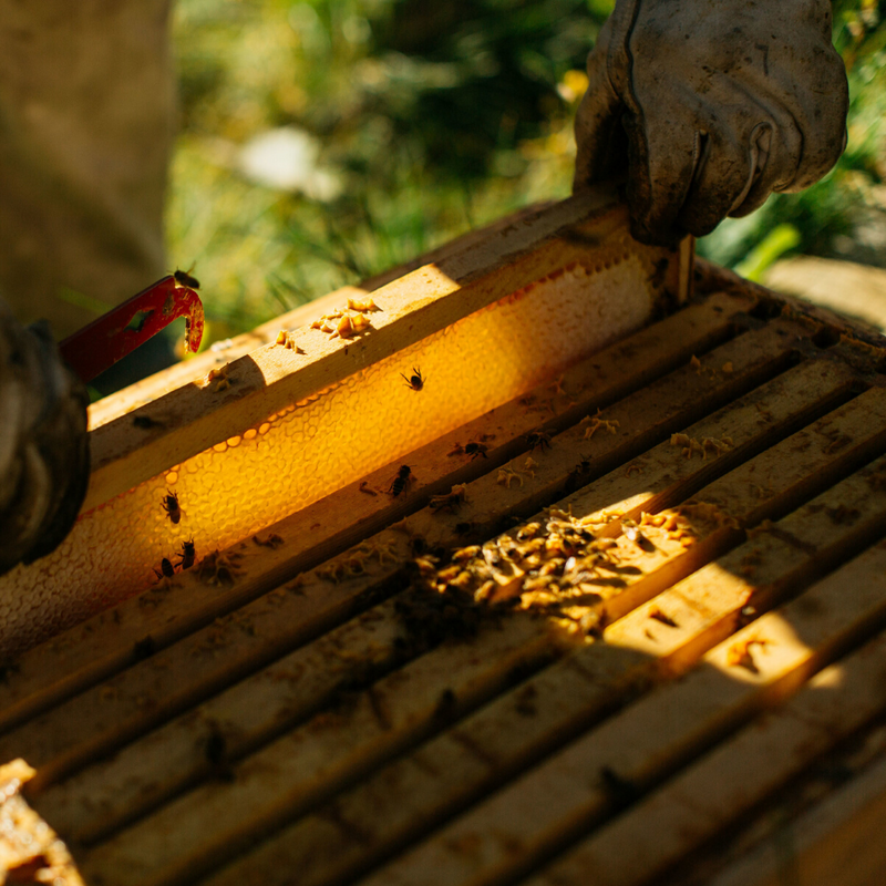 beekeeping process